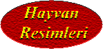 hayvan.gif (6585 bytes)