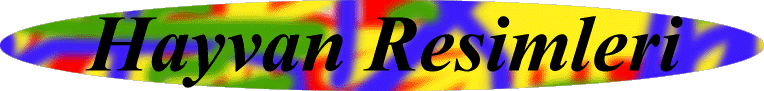hayvanbas.gif (31765 bytes)